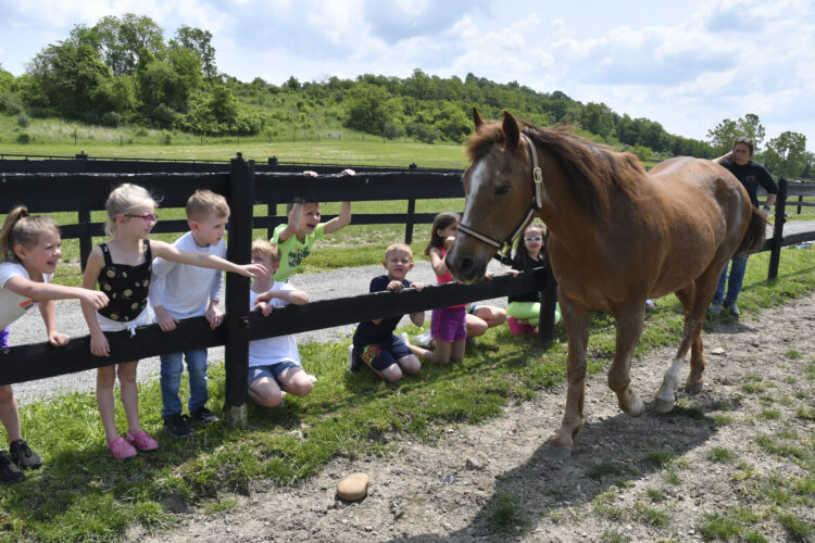 Horses that heal Western Pa. elementary students engage in equine